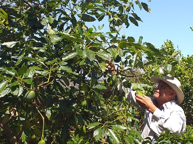 HEREDIA SE CONVERTIRÁ EN ZONA AGUACATERA