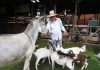 PAREJA TIENE GRANJA PARA ENSEÑARLE A LOS NIÑOS CÓMO ES EL CAMPO