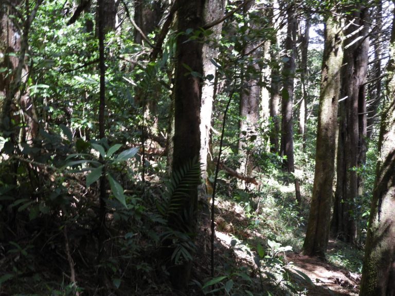 RECOLECTARÁN TAPAS EN AGENCIAS DE LA MUTUAL ALAJUELA