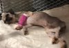 RESCATAN PERROS Y GATOS DE VIVIENDA