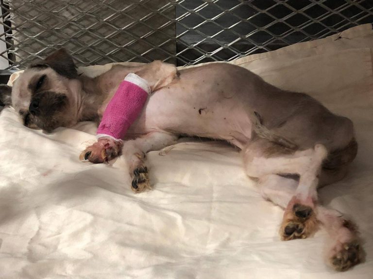 RESCATAN PERROS Y GATOS DE VIVIENDA