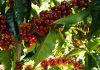 CAFÉ PODRÍA CONVERTIRSE EN SÍMBOLO NACIONAL