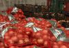 DECOMISAN MÁS DE 200 KILOS DE CEBOLLA QUE INGRESÓ DE CONTRABANDO