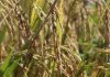 INDUSTRIALES PIDEN QUE SE DECLARE DESABASTO DE ARROZ EN EL PAÍS