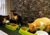 ES FALSO QUE SENASA Y FUERZA PÚBLICA ESTÉ SACRIFICANDO GATOS