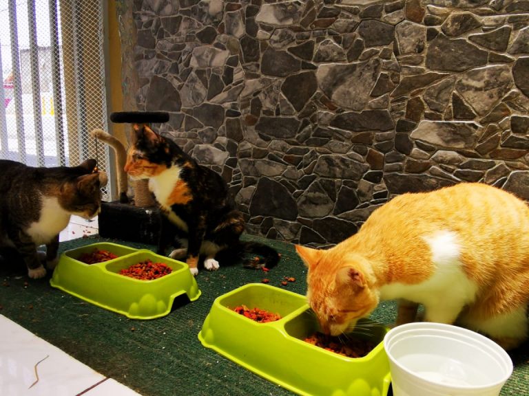 ES FALSO QUE SENASA Y FUERZA PÚBLICA ESTÉ SACRIFICANDO GATOS