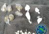 LLEVABA BOLSA CON DROGAS MIENTRAS CARGABA UN NIÑO