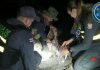 POLICÍAS PROTEGIERON BAULA PARA QUE NO ROBARAN SUS HUEVOS