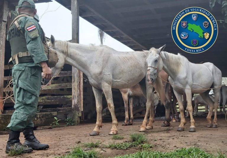 POLICÍA EVITA QUE ANIMALES INSALUBRES SE MATARAN PARA CONSUMO HUMANO