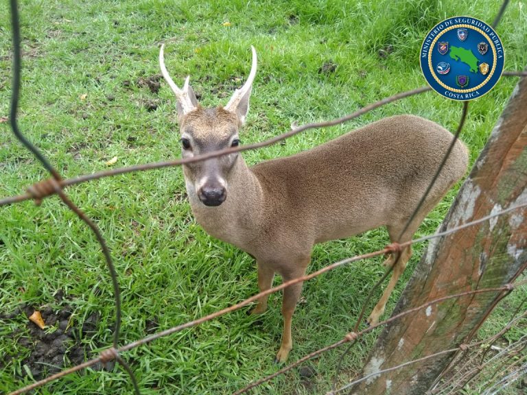 RESCATAN  VENADOS Y TEPEZCUINTLES