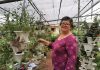 CAMBIO LA LECHUGA POR FLORES COMESTIBLES