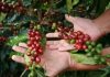YA EL CAFÉ ES UN SÍMBOLO NACIONAL