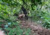 OIJ EXCAVA FOSA EN BUSCA DE RESTOS DE ALISSON