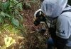 OIJ CONFIRMA QUE RESTOS ENCONTRADOS ERAN DE ALLISON
