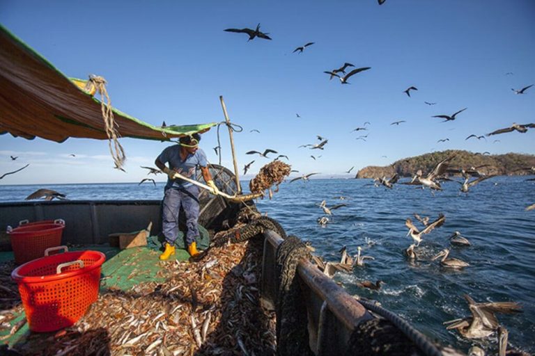 MINAE LAMENTA APROBACIÓN DE PESCA DE ARRASTRE SIN SUSTENTO CIENTÍFICO