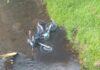 MUERE AL CAER CON MOTO A UNA QUEBRADA