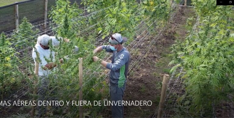 MAG RECOLECTA PRIMERA COSECHA DE MARIHUANA PARA ESTUDIOS DEL CULTIVO