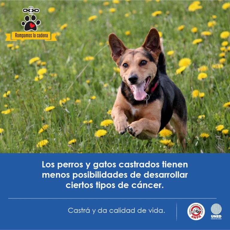 UNED Y ANPA PROMUEVEN LA CASTRACIÓN DE PERROS Y GATOS