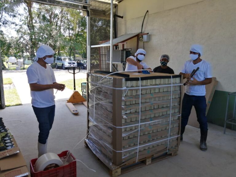 PEQUEÑOS PRODUCTORES DE SARAPIQUÍ EXPORTAN PALMITO ENVASADO A EUROPA