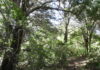 BOSQUES TICOS GANAN $54 MILLONES PARA INVERTIR EN CONSERVACIÓN
