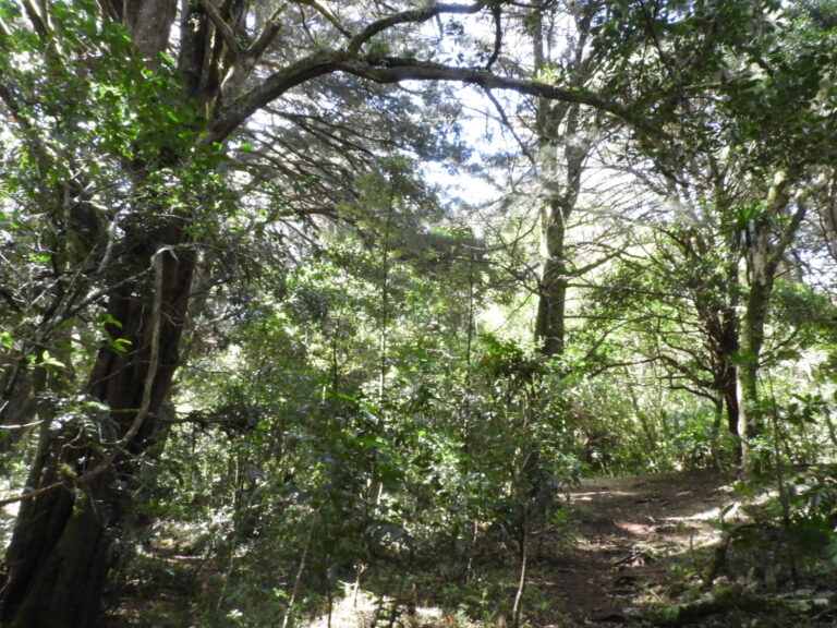 BOSQUES TICOS GANAN $54 MILLONES PARA INVERTIR EN CONSERVACIÓN