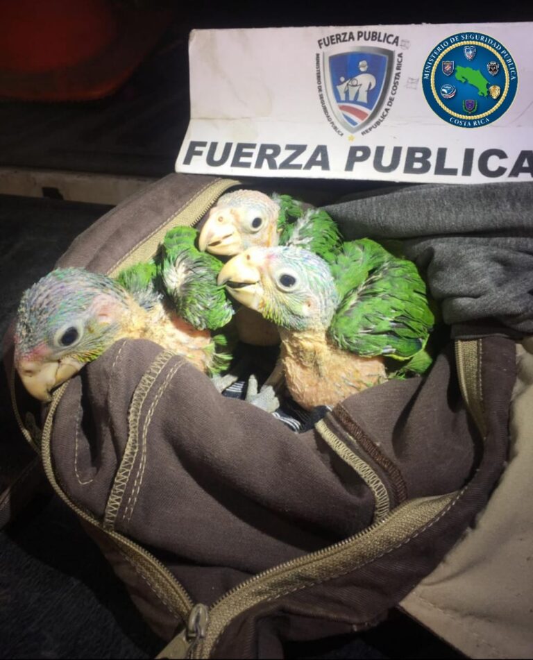 DETIENEN MUJER CON PICHONES DE ZAPOYOL TRAÍDOS DE NICARAGUA