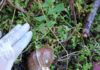 DECLARAN EMERGENCIA NACIONAL FITOSANITARIA POR EL CARACOL GIGANTE AFRICANO