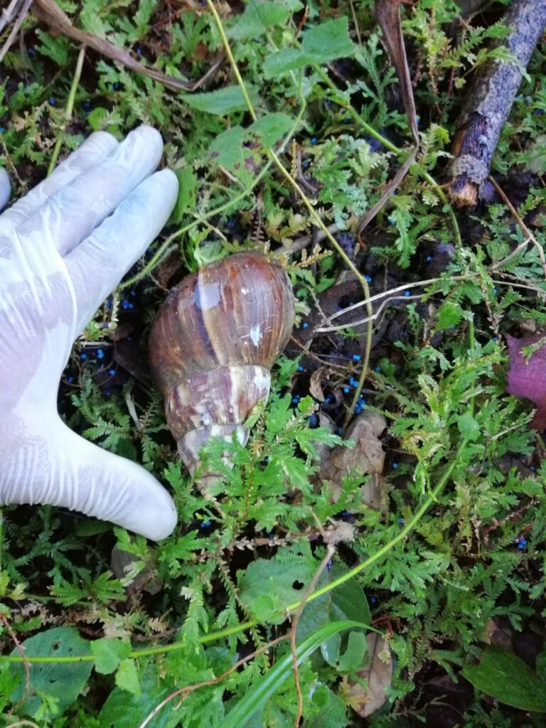 DECLARAN EMERGENCIA NACIONAL FITOSANITARIA POR EL CARACOL GIGANTE AFRICANO