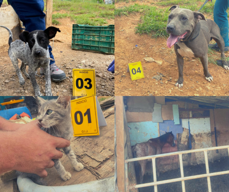 AUTORIDADES RESCATAN UN GATO, DOS PERROS Y DOS CABALLOS