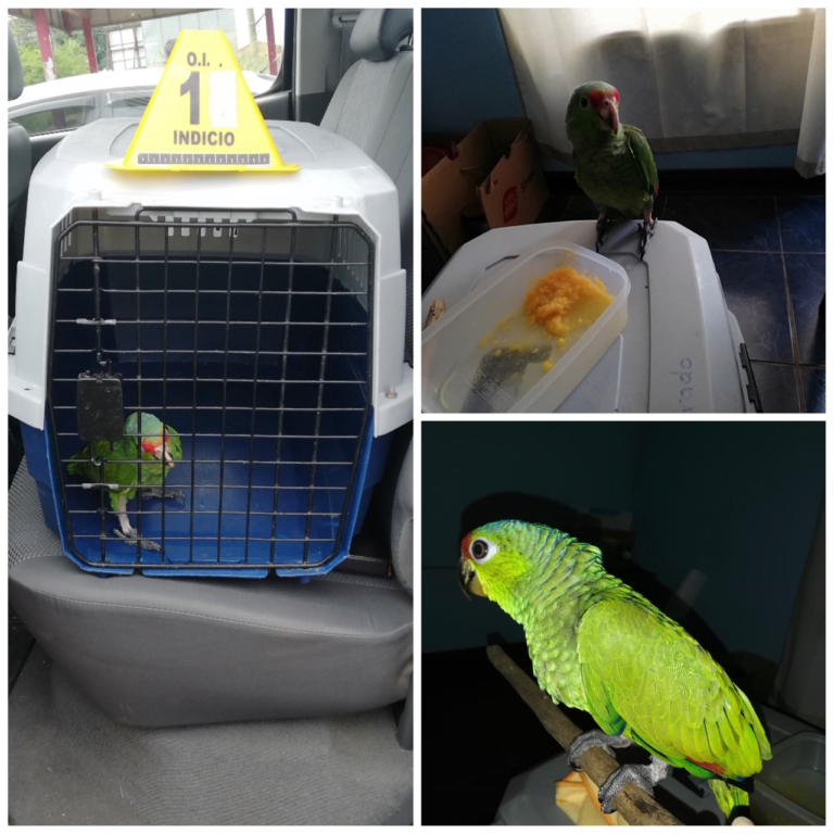 LO DETIENEN POR TRATAR DE VENDER LORA EN REDES SOCIALES