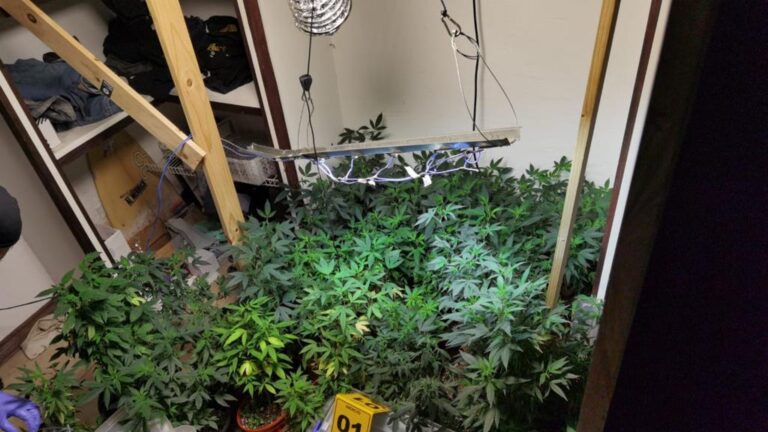 FISCALÍA SOLICITA MEDIDAS CAUTELARES CONTRA SOSPECHOSOS DE CULTIVAR MARIHUANA