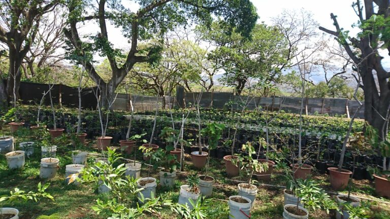 PRIVADOS DE LIBERTAD AYUDARON A SEMBRAR ARBOLES EN LA SABANA