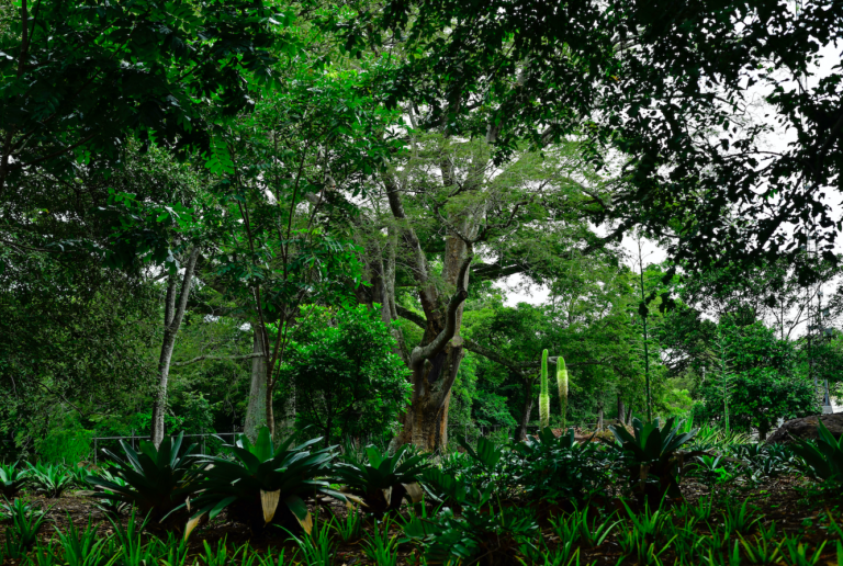 VOLUNTARIOS SEMBRARON 120 ÁRBOLES EN EL COYOL