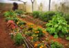 PAREJA CULTIVA FLORES COMESTIBLES Y HORTALIZAS ORGÁNICAS