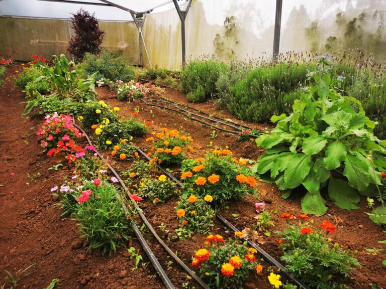 PAREJA CULTIVA FLORES COMESTIBLES Y HORTALIZAS ORGÁNICAS