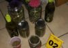 CONFIRMADA SENTENCIA DE OCHO AÑOS DE PRISIÓN CONTRA ABOGADO QUE CULTIVABA MARIHUANA
