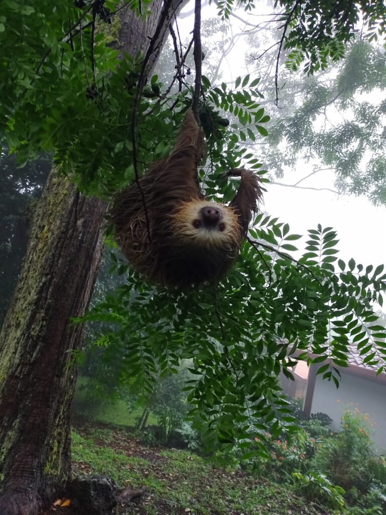 HEREDIA CUENTA CON PUENTE ECOLÓGICO PARA PROTEGER A PEREZOSOS