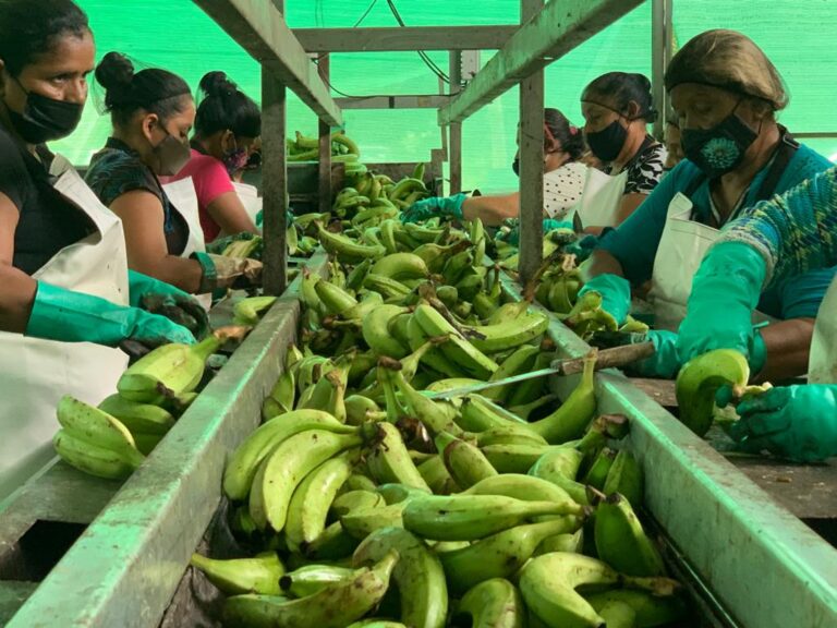 EN EJECUCIÓN 32 PROYECTOS PRODUCTIVOS DE PUENTE AL DESARROLLO EN SARAPIQUÍ