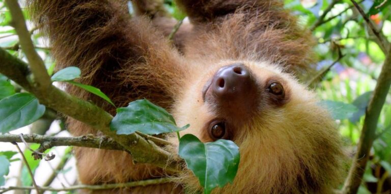 ¡EL PEREZOZO YA ES SÍMBOLO NACIONAL!