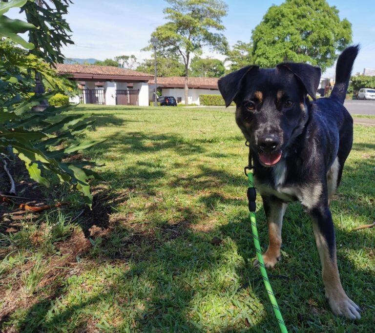 HOY SE CELEBRA EL DÍA DEL PERRO