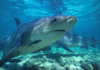 PROTECCIÓN A TIBURONES TORO BENEFICIARÍA LA PESCA ARTESANAL