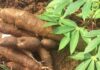 DECLARAN DE INTERÉS PÚBLICO EL CULTIVO, INDUSTRIALIZACIÓN Y CONSUMO DE YUCA