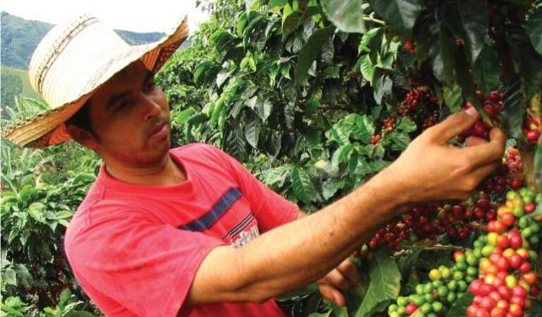 RECOLECTORES DE CAFÉ CUENTAN CON SEGURO DE LA CCSS