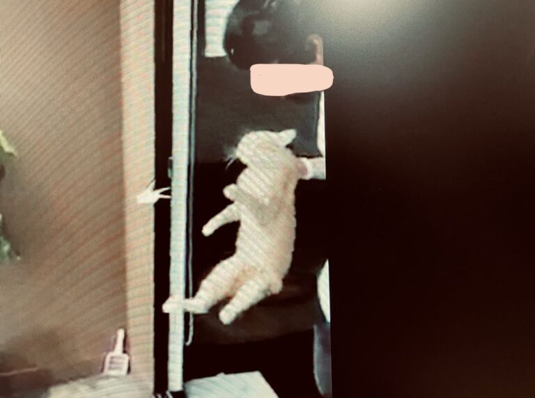 MAÑANA INICIA JUICIO A QUIEN LANZÓ GATO DESDE EDIFICIO