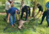 RESCATAN DOS VENADOS QUE SE ENCONTRABAN EN CAUTIVERIO