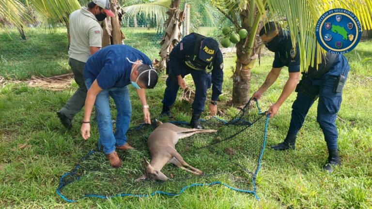 RESCATAN DOS VENADOS QUE SE ENCONTRABAN EN CAUTIVERIO
