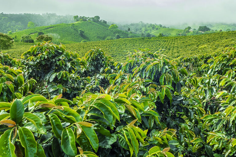 EL BANCO NACIONAL DESTINARÁ 4.000 MILLONES DE COLONES PARA RENOVAR CAFETALES