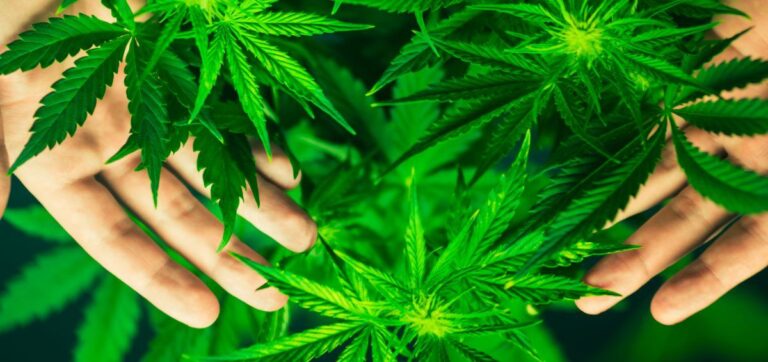 DIPUTADOS APRUEBAN LEGALIZAR EL CANNABIS PARA USO MEDICINAL