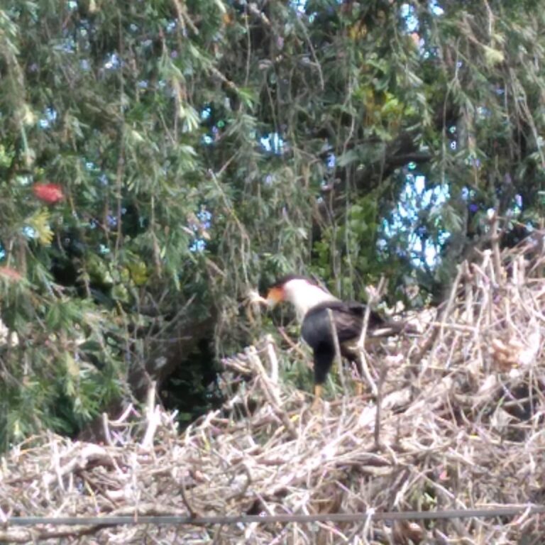 AGUILAS HACEN NIDO EN TECHO DE LA PARROQUIA DE HEREDIA