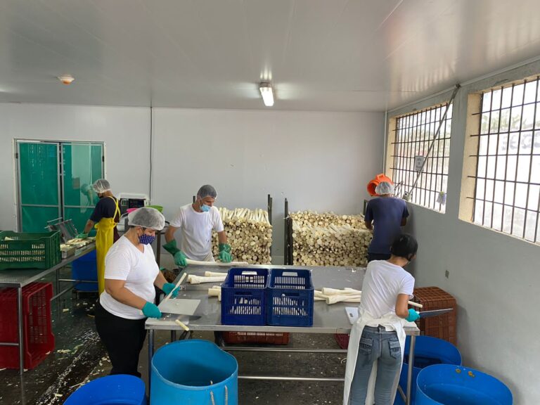 PALMITO DE SARAPIQUÍ LLEGA A CONSUMIDORES EN FORMA DE PASTAS